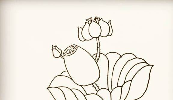 荷花简笔画怎么画荷花的画法