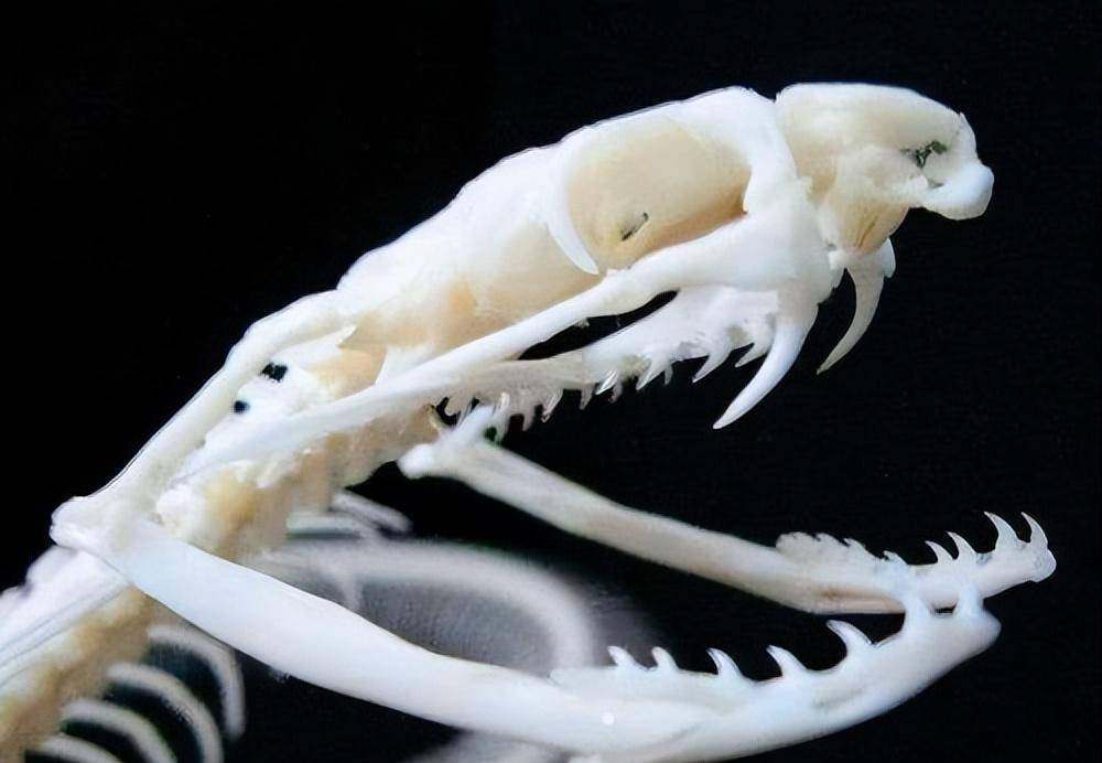 人类禁地巴西蛇岛岛上毒蛇有4万多条相比陆地近亲毒5倍