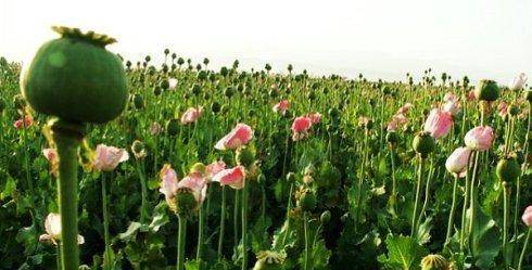 在我国古代,罂粟并不是用来吸食或是药用的,而是一种观赏性植物而已.