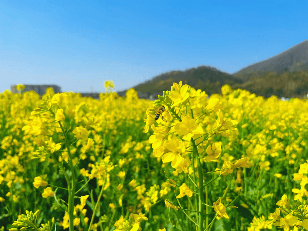 油菜花发朋友圈图片