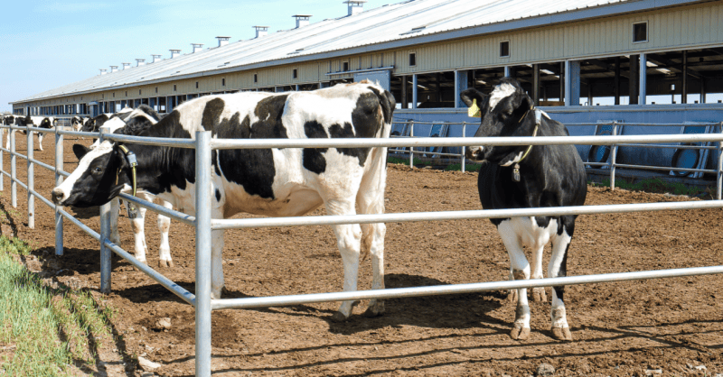 认养一头牛荣登牧场高产榜单华北三牧场单产均超132吨
