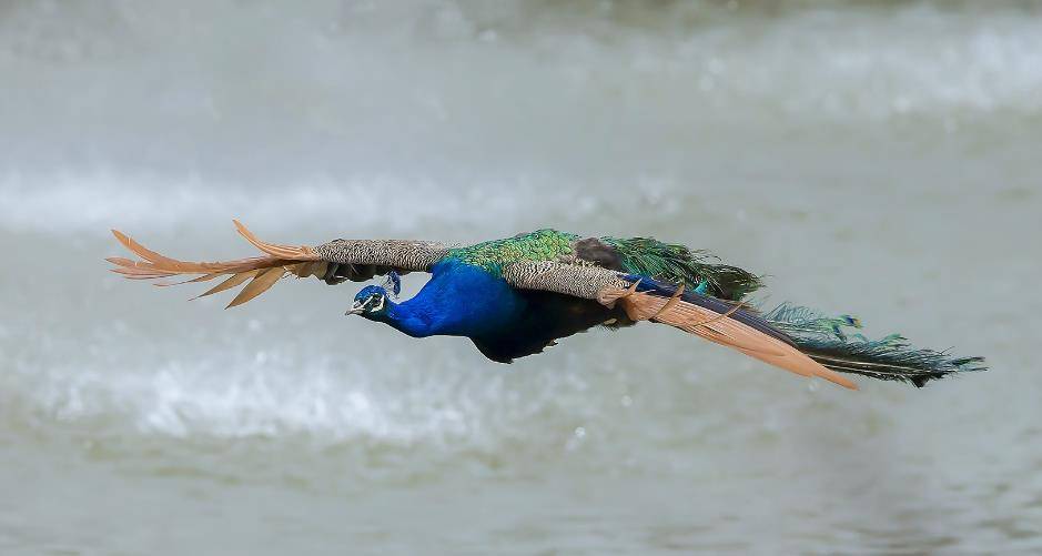 原创2017年云南玉溪一投资39亿的水电站被迫停工原因保护一群鸟