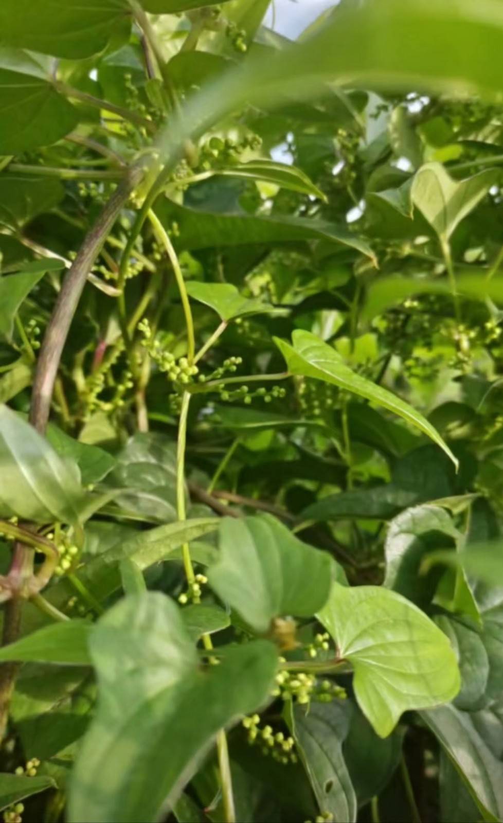 还原生态种植——甄选山西王建平山药合作社