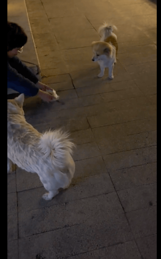 在小区生活的流浪狗,投喂很久仍有戒备心,以前是被伤害怕了吧?_狗狗_