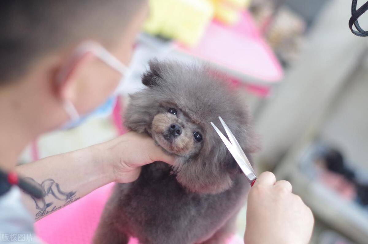 原创泰迪犬毛发护理指南泰迪犬理发哪里更合适毛发护理全方位对比