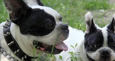 一,价格高法国斗牛犬因为品种数量稀少,而且炒作的原因,即使到现在