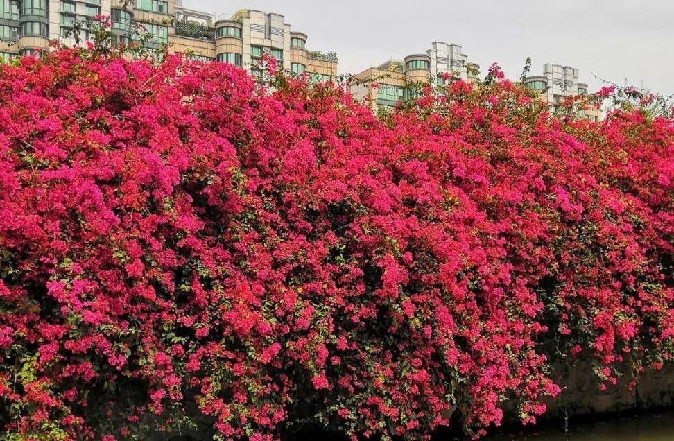 春天常见的花 红色图片