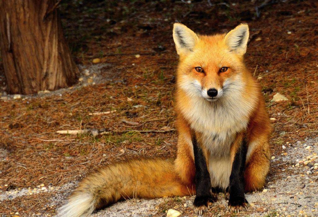 原创以狐喻胡谈谈文化偏见下的胡人形象以唐代狐精为例