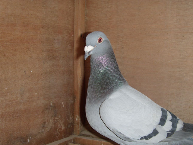 原创工薪鸽友拍鸽子拍这样的鸽子