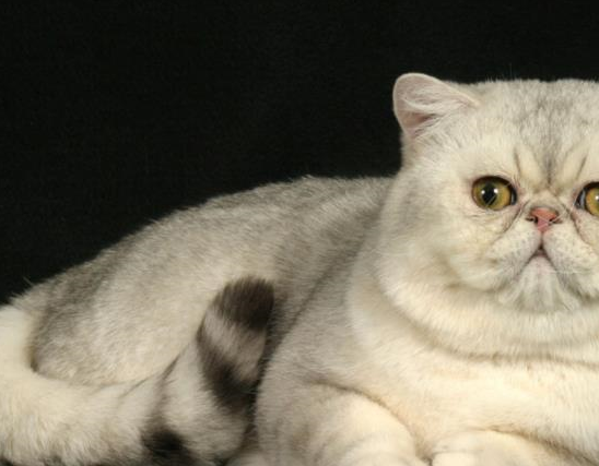 原创诊断猫病的基本方法被猫抓伤怎么办这些问题你都了解吗
