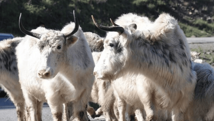 诸暨街头惊现白色牦牛狂奔?甩着牵引绳穿过车流,是人为饲养的_朋友_监