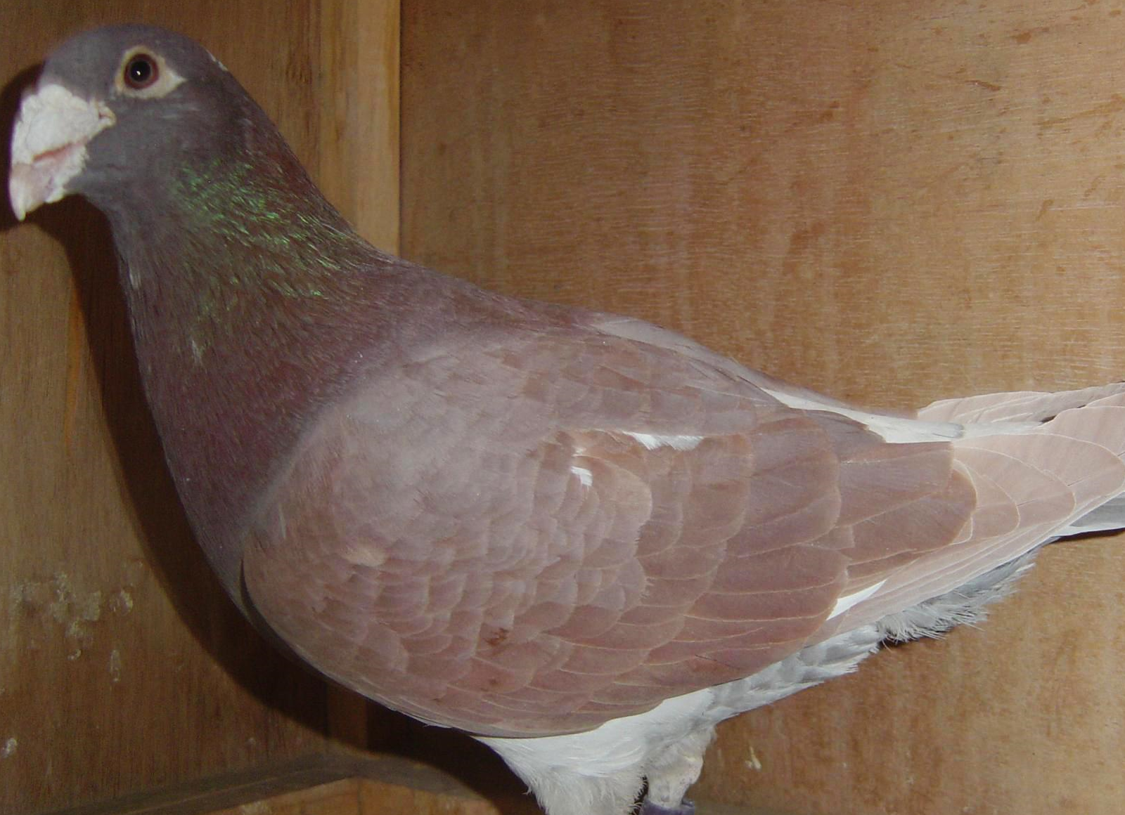 赛鸽羽毛质量受到什么因素影响?_鸽子_问题_时候