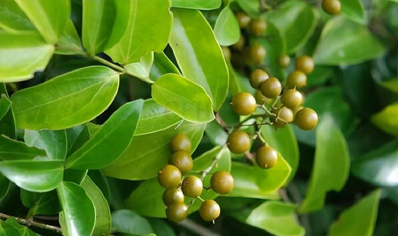 古代毒药排行榜鹤顶红只能排第三