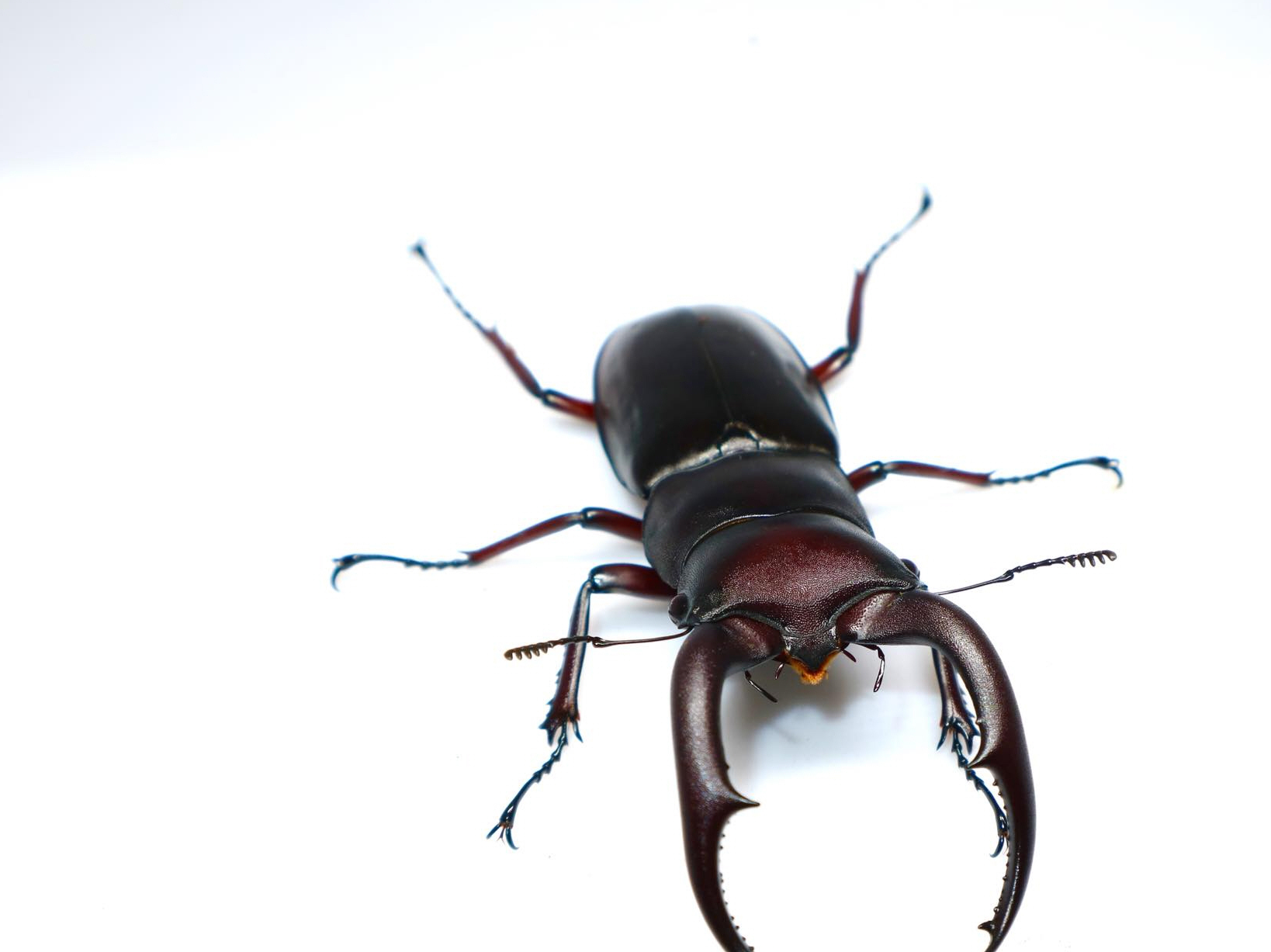 原创特征鲜明色彩华丽的国产大型锹甲详解我国五大叉角锹