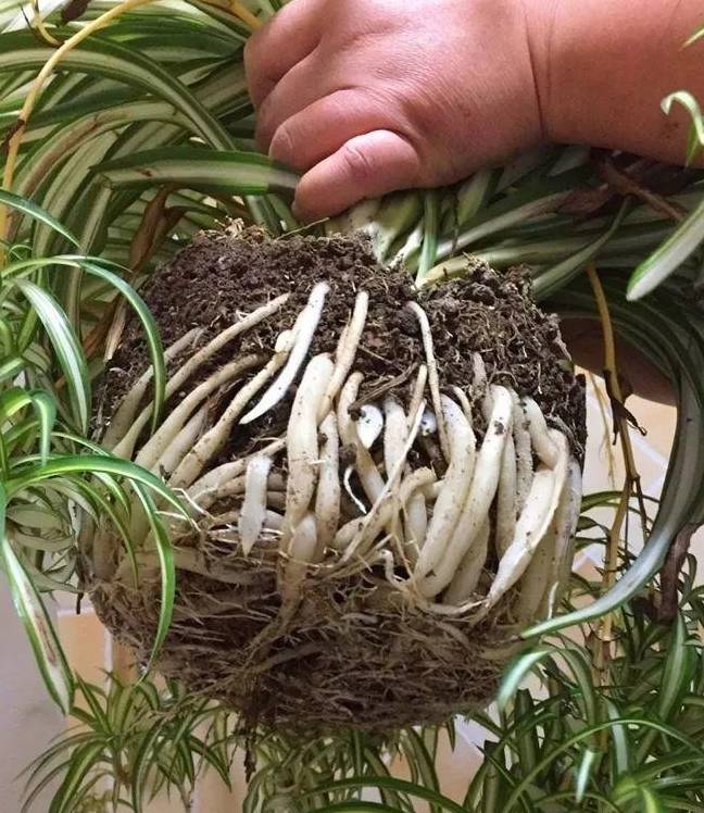 根系_花盆里_来源