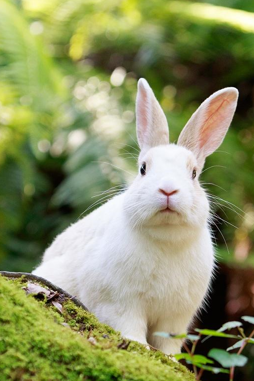 立耳兔子与垂耳兔子各有可爱软萌样子,到底哪种饲养更容易呢?