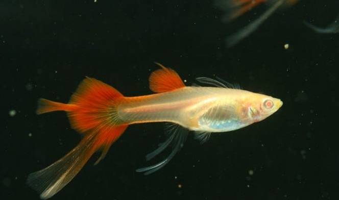 原创你可能养了假孔雀鱼真正的孔雀鱼这样养分分钟爆缸