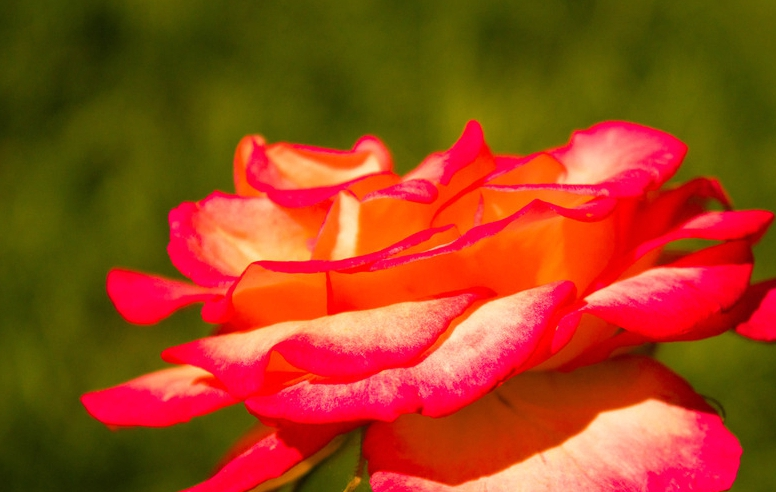 越美丽的东西往往是越危险的,它的花朵和叶片都含有毒性,误食会引起
