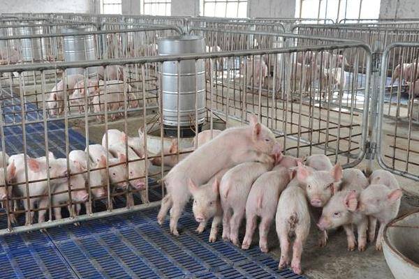 猪不吃食是什么原因中国养猪网如何解决
