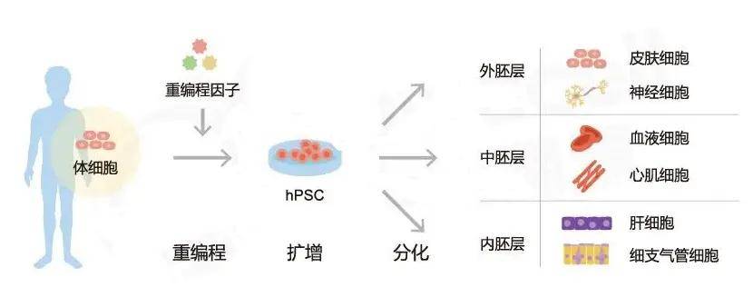 诱导多能干细胞(ipsc)治疗技术被誉为是继药物治疗和手术治疗之后的第