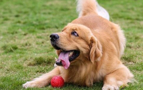 原创为什么大家都不太想养金毛犬这5点不是谁都能接受的