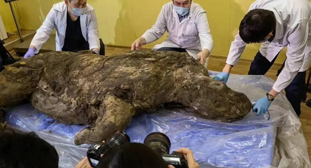 原创北极现史前生物尸体科学家担心的原因令人担忧