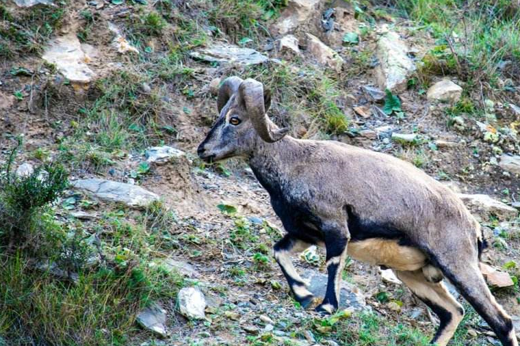 最会攀岩的羊,身处万丈深渊的艺高"羊"胆大_岩羊_生活
