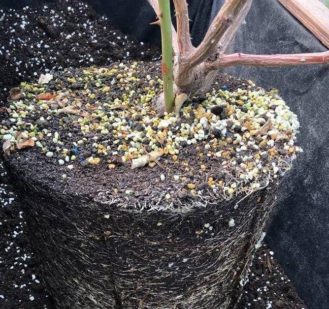 原创君子兰绿箩养花全靠一盆土选土换土都讲究