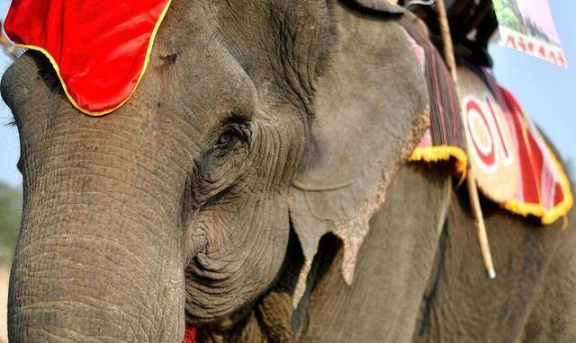 除了林旺你认识哪些动物园明星日治到战后风靡台湾的动物