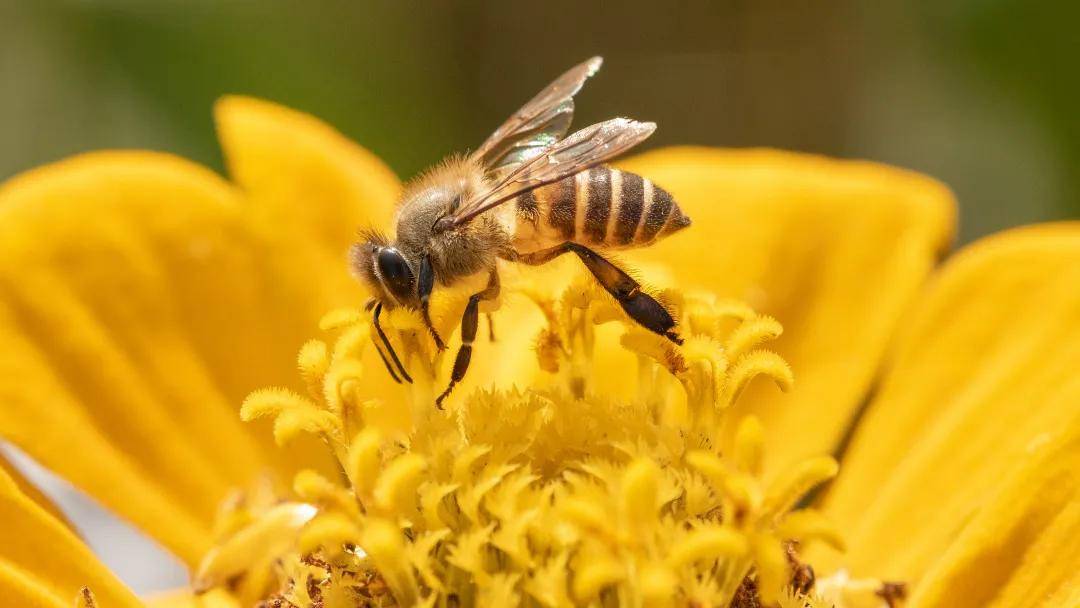 国自然热点昆虫领域思路解读多组学助力解锁昆虫宝藏