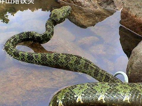 尖吻蝮(五步蛇),白眉蝮,金环蛇,竹叶青等等,都是拥有剧毒的毒蛇
