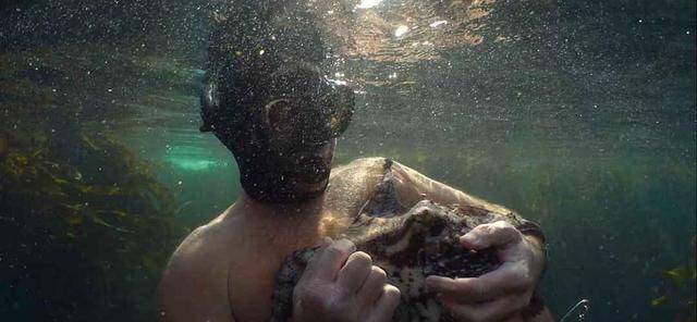 原创我的章鱼老师触动着人内心最柔软的地方