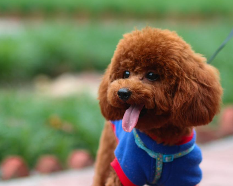 原创网曝泰迪至老太受伤致残事件主人被判赔偿20万铲屎官要注意