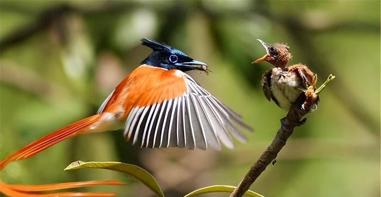 重庆发现一种鸟,雄鸟老了全身羽毛变白,雌鸟交配后尾羽自动脱落_鸟类