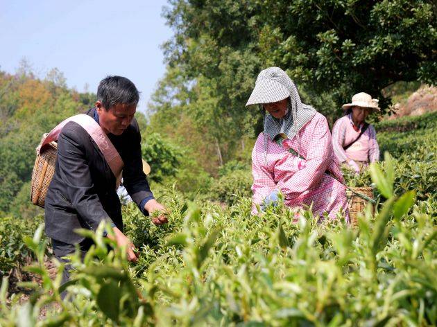 昌宁:31万亩春茶抢"鲜"开采_昌宁县_茶叶_茶园