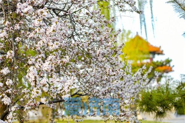 济南数十公里黄河大堤变身樱花大道