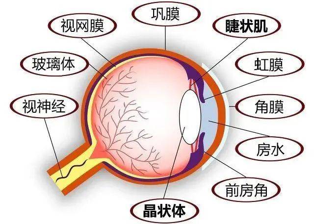 眼球内旋图片