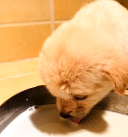 原创流浪狗被装进麻袋扔在路边发现时没了呼吸但依旧在给孩子取暖