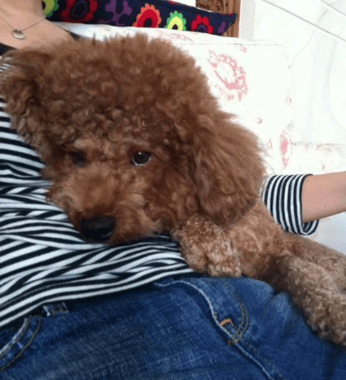 原创过完年铲屎官收拾行李小狗眼泪汪汪看着泰迪别出去了好不好