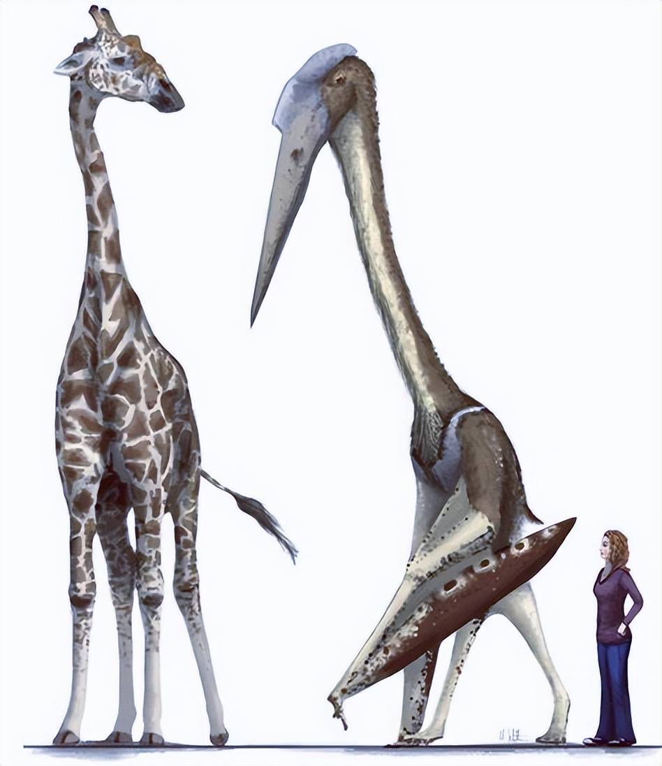 与其他的翼龙相比,风神翼龙的体型更大,其肩高就有3米左右,除此之外