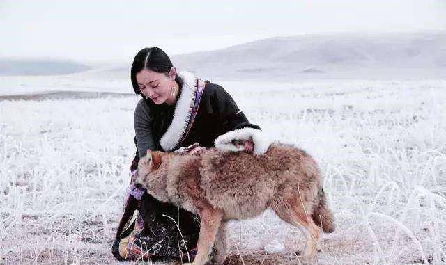 原创把狼弄回家当儿子养邻居举报女孩无奈送回草原再相遇已是狼王