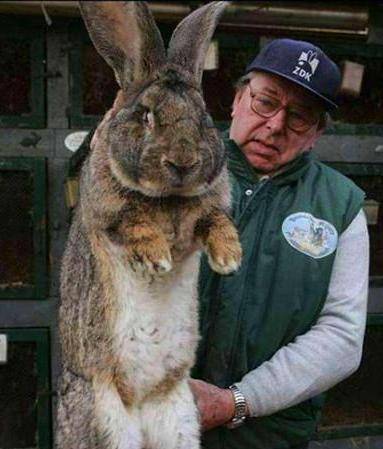 兔子的祖先长什么样图片