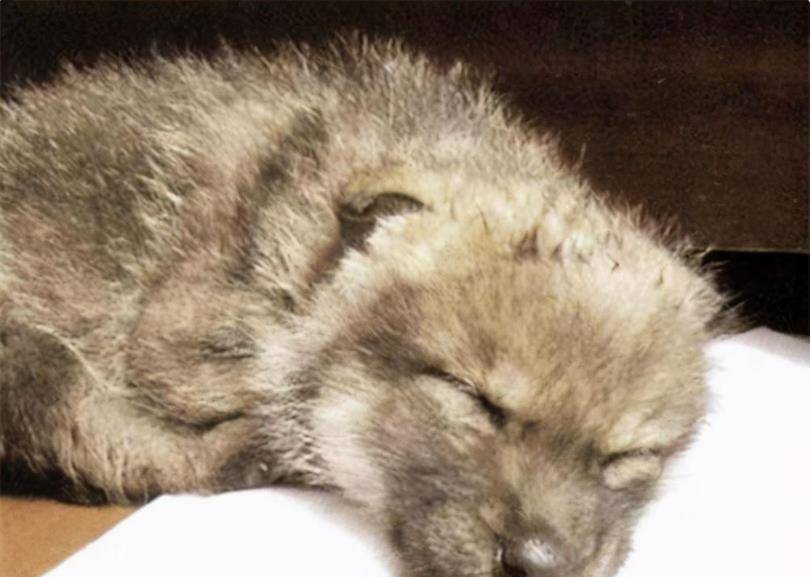 原创2010年成都女孩养狼做儿子11年后结局令人感动