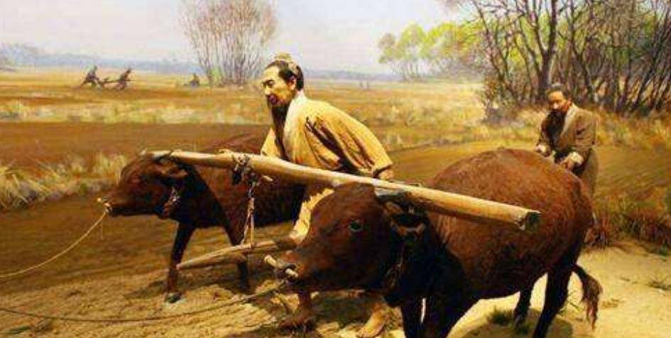 杀牛者偿命原来在古代耕牛才是国家特级保护动物