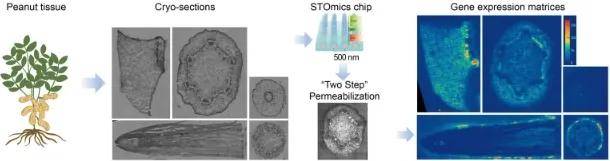 空间转录组的应用领域和研究思路