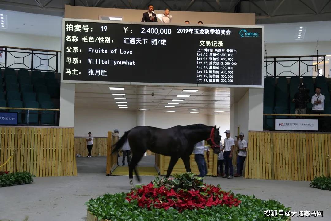 中国最专业最国际化的马匹拍卖会2024玉龙春拍报名通道正式开启