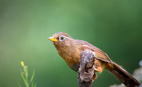 原创从画眉鸟的山龄说它的脾气