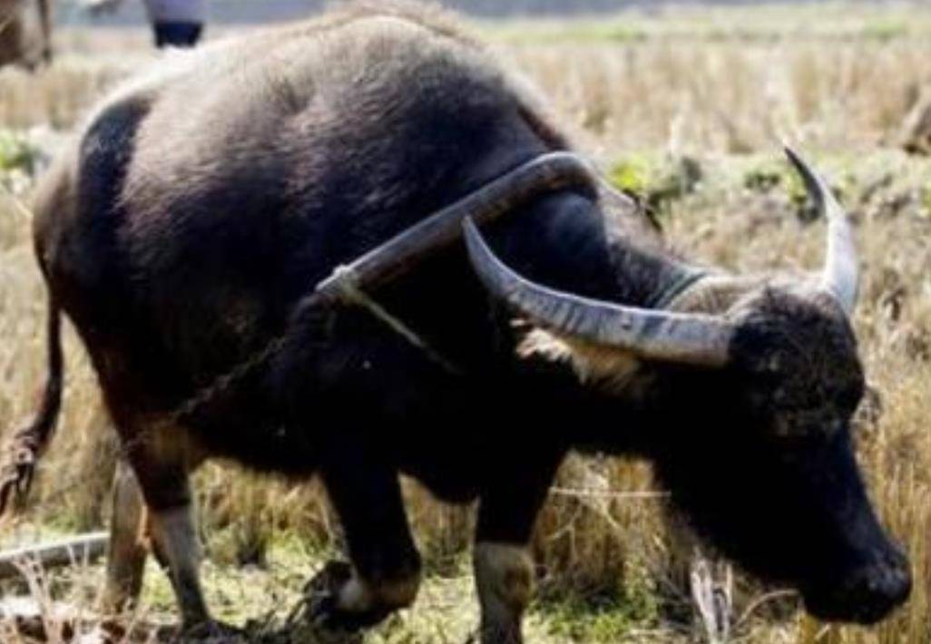 重庆老汉双腿残疾40多年出行靠骑牛还给爱牛住标间