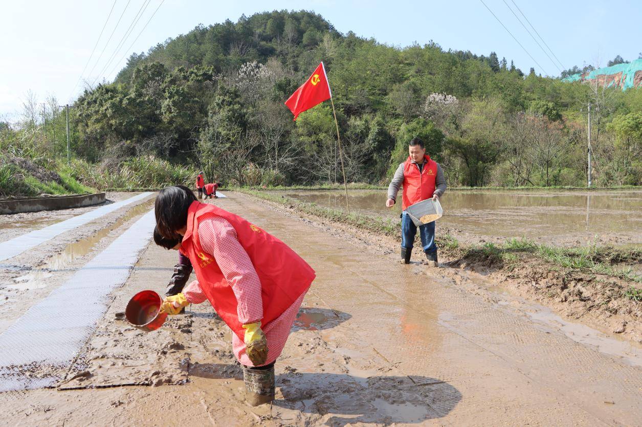 石城县珠坑乡退役军人红马甲开展助春耕活动