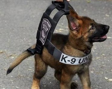 原创盘点成为警犬的6种狗狗有没有一只是让你心动的